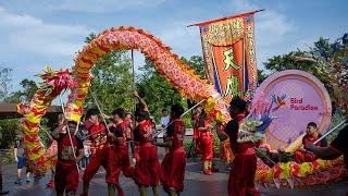 Witness the Mesmerizing Bird Paradise Dragon Dance