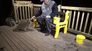 Video Two Thursday (three raccoons)