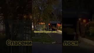 Спасение бедного лося г. Николаевск-на-Амуре #рек #4k #рекомендации #shorts #animals