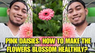 Pink Daisies: How to make the flowers blossom healthily? Easy and Effective Plant Care Tips