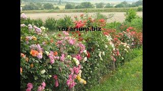 Обрезка флорибунды, питомник роз полины козловой, rozarium.biz, pruning a floribunda rose