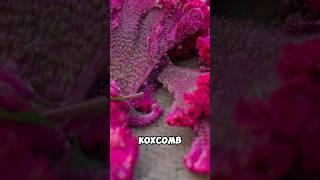 Strange curly flower processed into dye