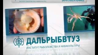 Дальрыбвтуз