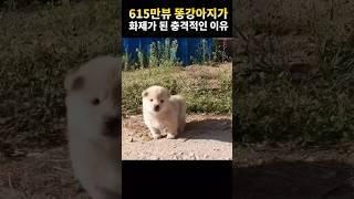 왜 이 강아지는 킁킁거리며 돌아다닐까? 정답은…