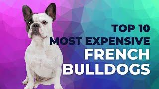 Top 10 most expensive French bulldogs | Frenchies