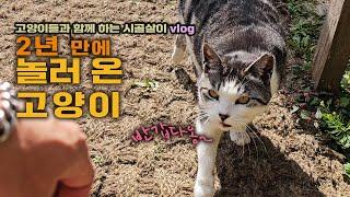 2년 만에 놀러 온 고양이 / 고양이들과 함께 하는 시골살이 vlog