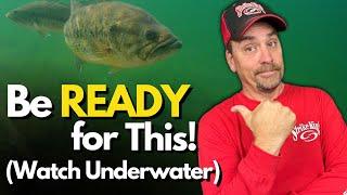 The #1 Cold Water Bass Behavior Anglers Can't Ignore (Watch Underwater)