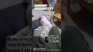 #loving #memories #cat #cats #kucing #kucingkesayangan #meow #catlover #reels #shorts #shortvideo