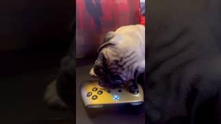 Letting my Pug play Fortnite.  #pugs #fortnite