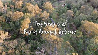 Ten Years Of Farm Animal Rescue