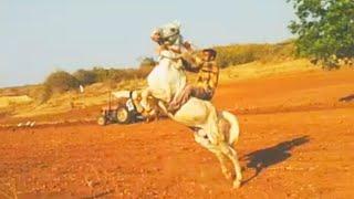 kathiyawadi horse jumping video ||horse of kathiyawad|| horse lover