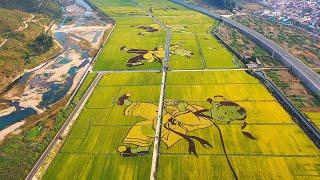 LovelyLandscape | rice field art