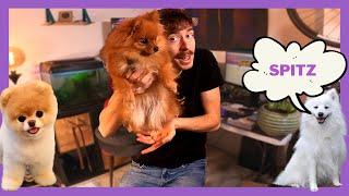 TOUT sur le Spitz nain