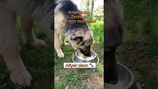 Köpeğinize Zerdeçal Veriyor musunuz? #köpekler #köpeklerinhayatı #almankurdu #patilidostlar