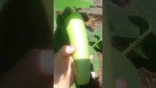 НЕПРЕРЫВНО РАСТУЩИЙ ОВОЩ
