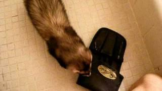 My ferret stealing my wallet.