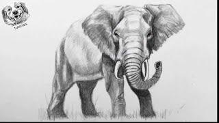 Learn to Draw an Elephant with Pencil  Step by Step