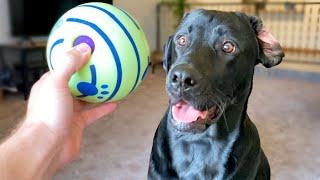 Labrador Reviews Amazon's Top Rated Dog Toys!!