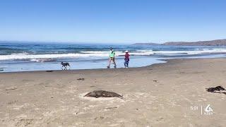 Why are dead marine mammals washing up along SLO County beaches?