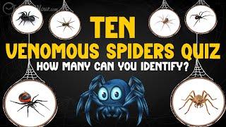 Can You Guess These 10 Venomous Spiders? ️ Fun Quiz for Kids!