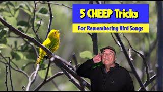 5 CHEEP TRICKS for Identifying the Bird Songs You Hear