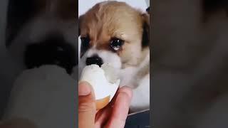 animal lover official Rahul Sharma Like this video And subscribe to chanal