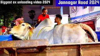 Biggest ox and cows unloading video 2024 #angrycow #angrycowvideo #angrybull