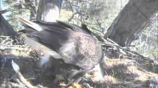 Feeding of Eaglets at Harrison Bay on 3-21-13