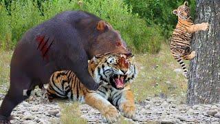 Mother Tiger Fights Bear to Save Her Cub in Dramatic Video