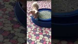 Самая хорошая игрушка для котёнка #shorts #sphynxcats #kitten #котята #сфинкс