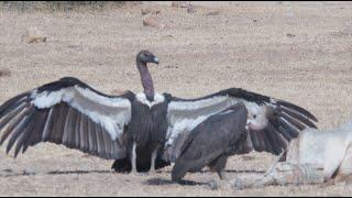 BIRDS OF THE INDIAN THAR DESERT