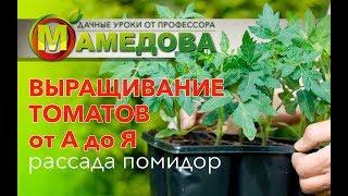  Выращивание Томатов от А до Я. Рассада Помидор.