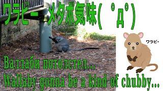 【１駅分の癒し】ワラビー　メタボ気味(　ﾟдﾟ)　Валлаби　потолстел...　Wallaby gonna be a kind of chubby...