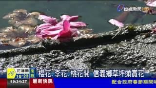 櫻花.李花.桃花開信義鄉草坪頭賞花