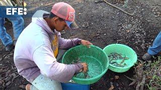 Productores hondureños de camarón echan de menos a Taiwán y esperan mejor oferta con China