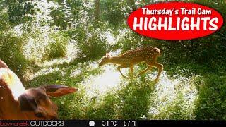 Flying FAWNS, Daytime Coyote, Fly Infestation: Thursday Trail Cam Highlights 7.18.24