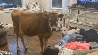 Dog Brings Unexpected Guest Inside House