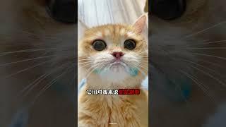 猫咪用一生教你的5件事！第3是禁曲 #新手养猫 #养猫经验分享 #养猫知识 #养猫攻略 #cat #貓咪 #萌寵 #科学养猫 #猫咪行为学 #猫咪冷知识