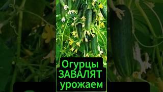 Народный рецепт урожая огурцов.  #огород #дача #сад #рецепт #огурцы #подкормка