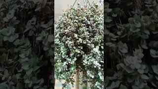 turtle vine/ manjerum vinnolum sdk vlogs