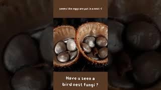 have you seen a bird nest fungi ?? Take a look 