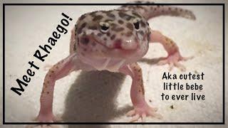 I Rescued A Deformed Baby Leopard Gecko | Meet Rhaego