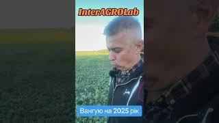 Вангую на 2025 рік по цінах на культури