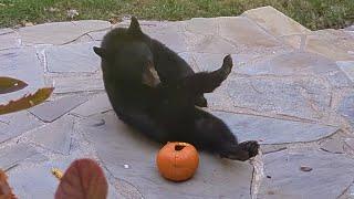 Bear Lola & Cubs — Fun With Gourds!