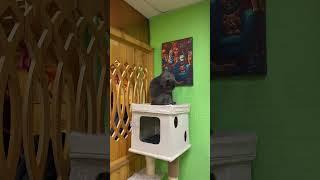  Котокафе, ул. Республиканская, 32 #ярославль