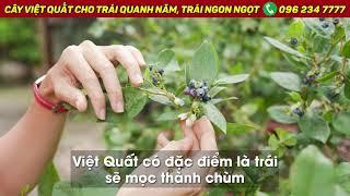 Cây Việt Quất cho trái quanh năm, trái ngon ngọt | 096 234 7777
