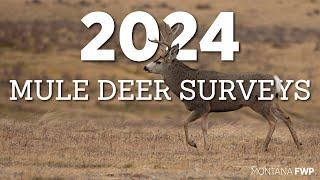 Mule Deer Surveys 2024