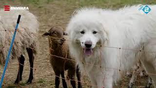 Vroege Vogels - Pyrenese berghond beschermt schapen tegen de wolf Sallandse Heuvelrug