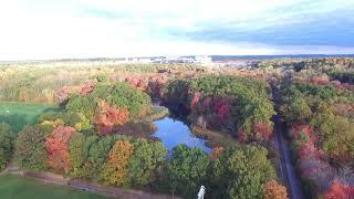 Foliage In Foxboro, MA