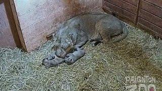 Lion Cubs at Paignton Zoo